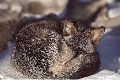 《剑星》角色原型模特喊话：想要MOD同款比基尼