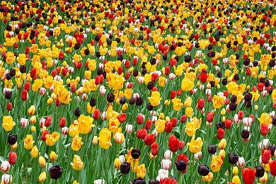 《Ara：未讲述的历史》规模宏大 现场演示视频欣赏